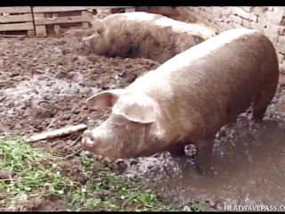 mature bbw fucked by masked guy on a pig farm @ phat farm